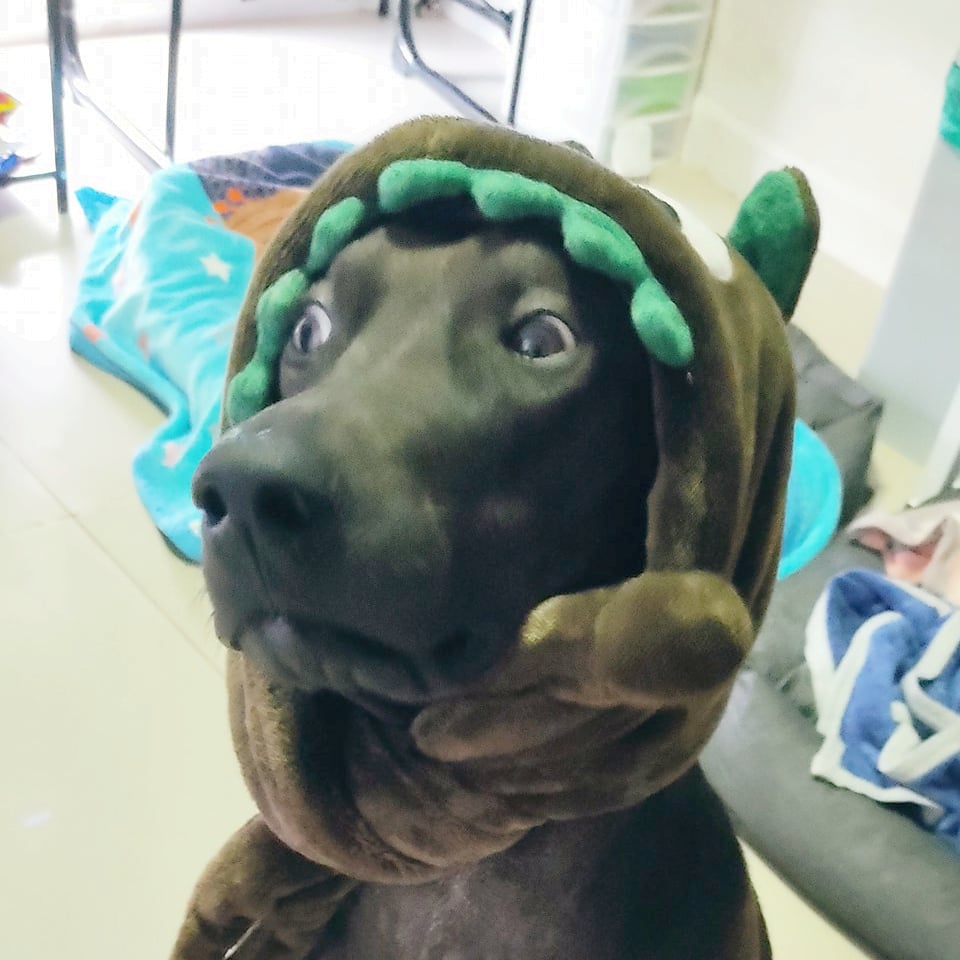 User's profile picture
